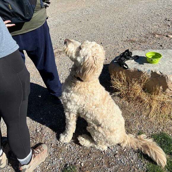 Meet your Posher, Nicole - Picture 2 of 9